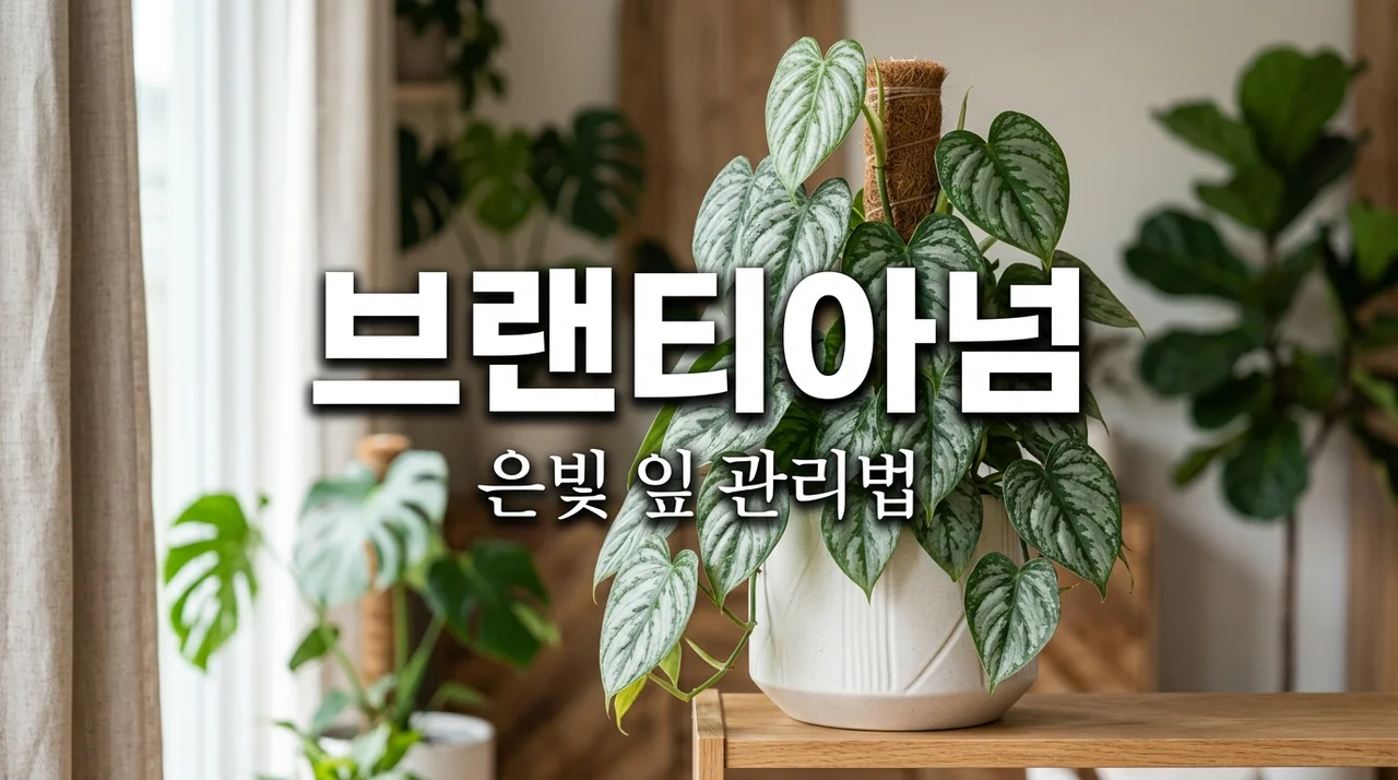 브랜티아넘 키우기 은빛 잎 무늬 살리는 5가지 관리 노하우