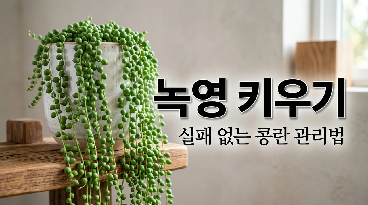 녹영 키우기 쭈글쭈글한 잎 살리는 물주기 분갈이 노하우