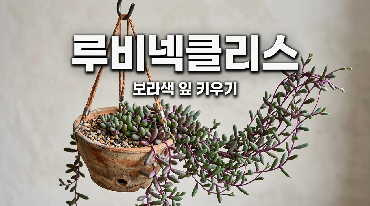 루비넥클리스 키우기 물주기 번식 보라색 잎 만드는 꿀팁