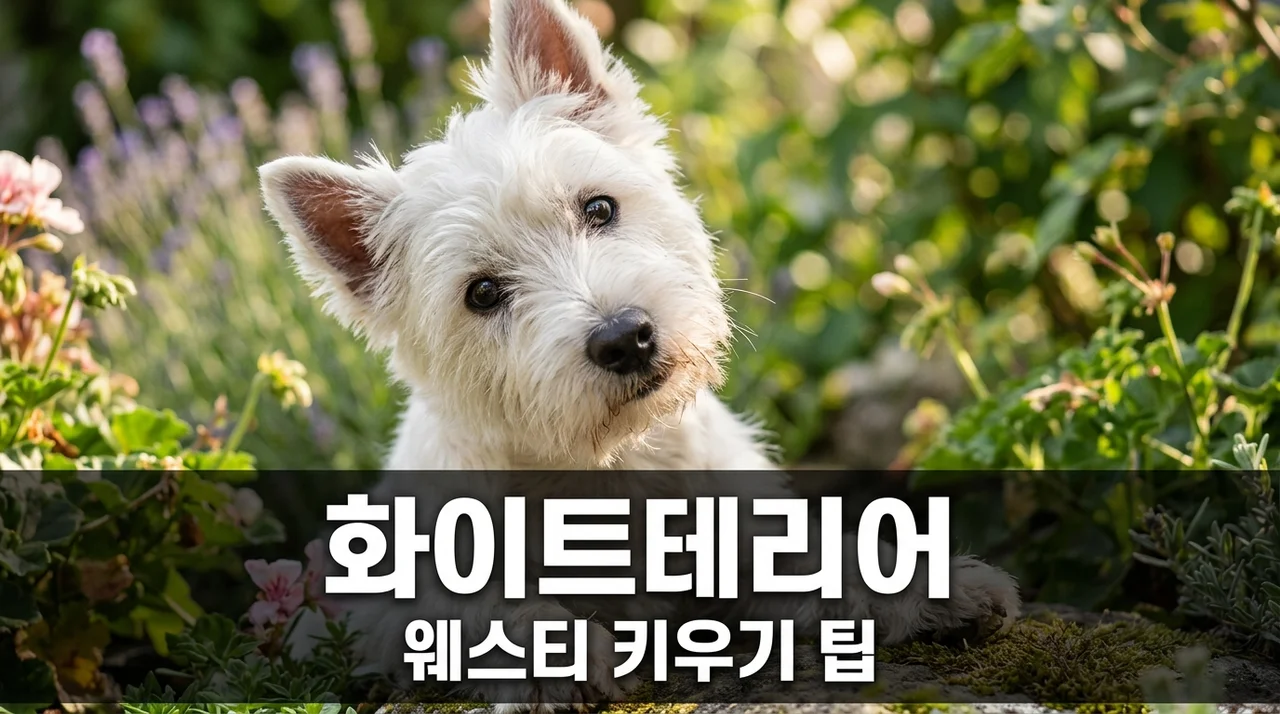 화이트테리어 웨스티 성격과 털 관리 직접 키우며 느낀 솔직한 특징