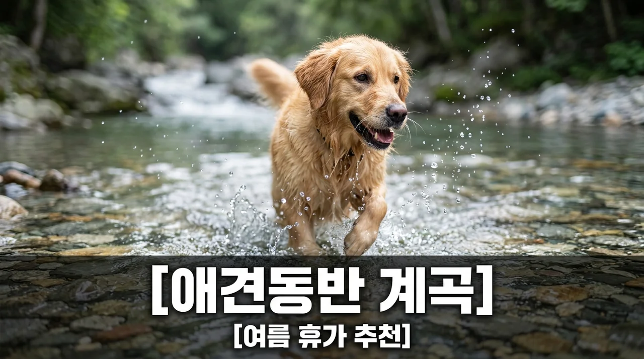 애견동반 계곡 추천 장소와 꼭 챙겨야 할 준비물 주의사항